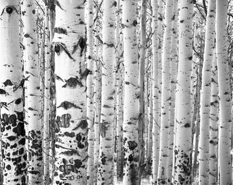 Aspens trees photo, Colorado art, aspen trees, birch, aspen trees, aspen trees, black and white aspens, black-white aspen trees | Iconic