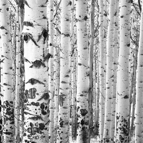 Black and White Aspen Tree Wall Art Birch Grove Colorado Etsy