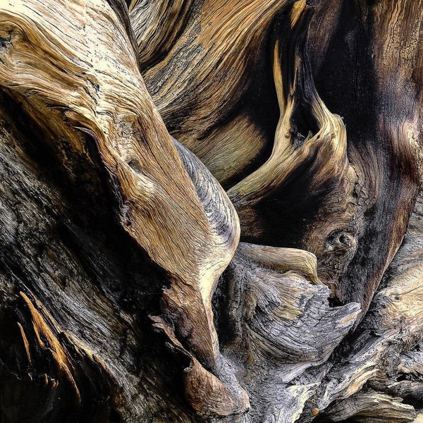 Bristlecone pine art, tree roots photo, pine tree art, log cabin forest art, rustic home decor, Colorado art, fine nature photography, roots