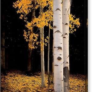 Golden aspen trees, fall tree decor, Colorado art, aspens, fall aspen trees, cabin decor, yellow aspens, aspens art Fall Reverie image 3