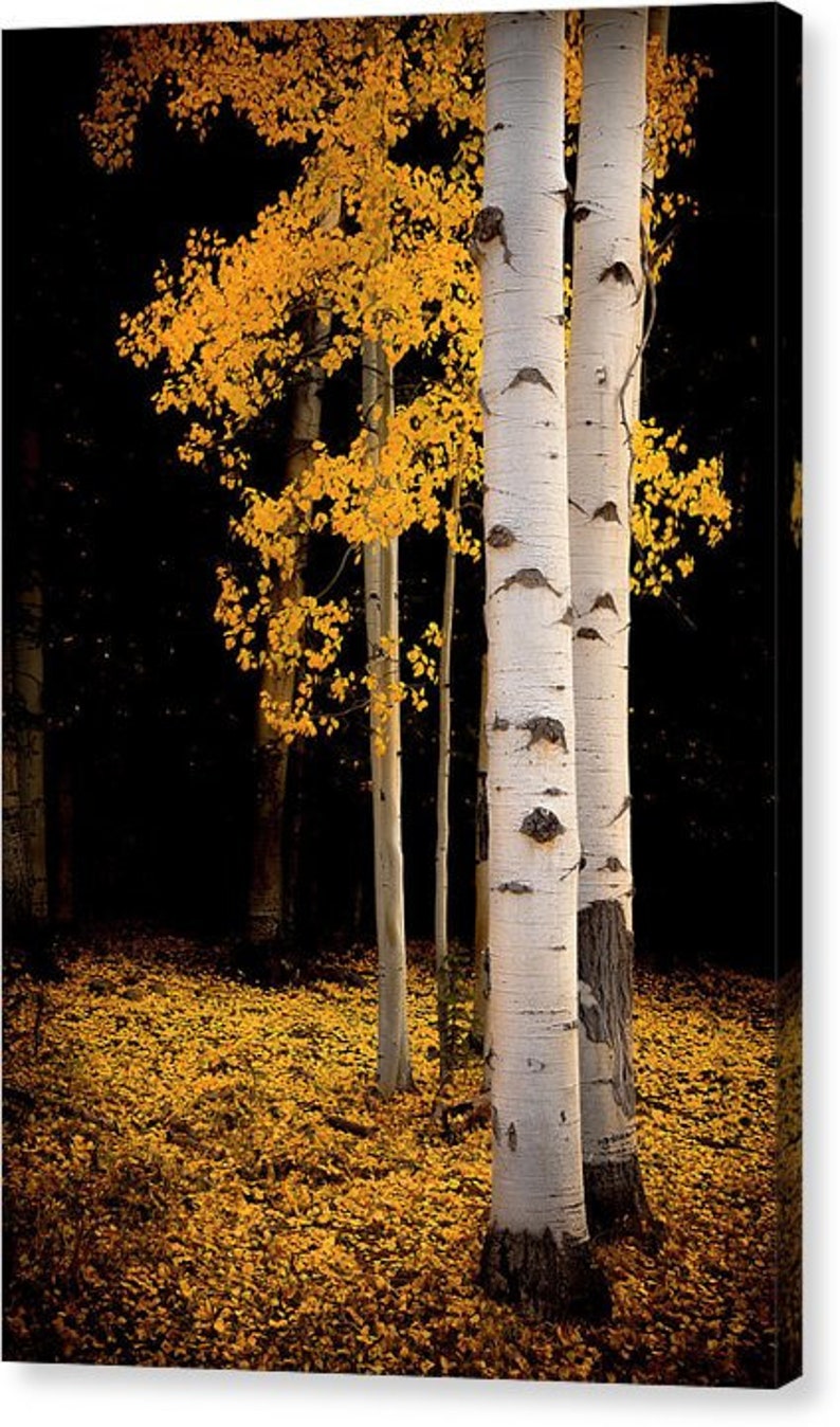 Golden aspen trees, fall tree decor, Colorado art, aspens, fall aspen trees, cabin decor, yellow aspens, aspens art Fall Reverie image 3