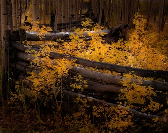 Fall fence, aspen trees, fall color, aspen tree fall photo, Colorado art, fall tree photo, colorful fall, fall nature | Autumn Fence