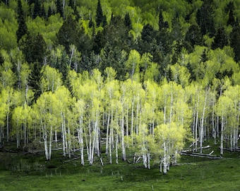 Aspen trees spring photo, mountain meadow photo, spring green art, aspen trees wall art, aspen tree decor, rustic wall decor, cabin decor