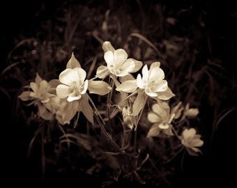 Colorado columbine, wildflower photo, columbines, Colorado art, flower photography, mountain flower, sepia, flowers, floral, botanical