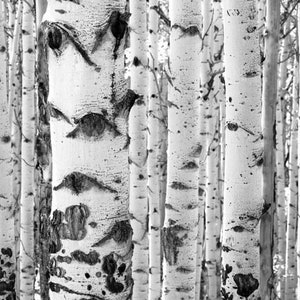 Aspens trees photo, Colorado art, aspen trees, birch, aspen trees, aspen trees, black and white aspens, black-white aspen trees Iconic image 3