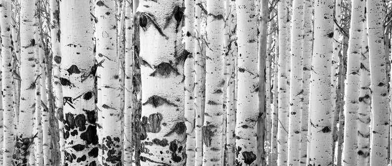 Aspens trees photo, Colorado art, aspen trees, birch, aspen trees, aspen trees, black and white aspens, black-white aspen trees Iconic image 3