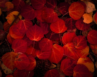 Fall aspen leaves, red aspen leaves, autumn leaf art, colorful red leaves, fall leaves, Colorado aspen leaves, leaf | Leaves of Red