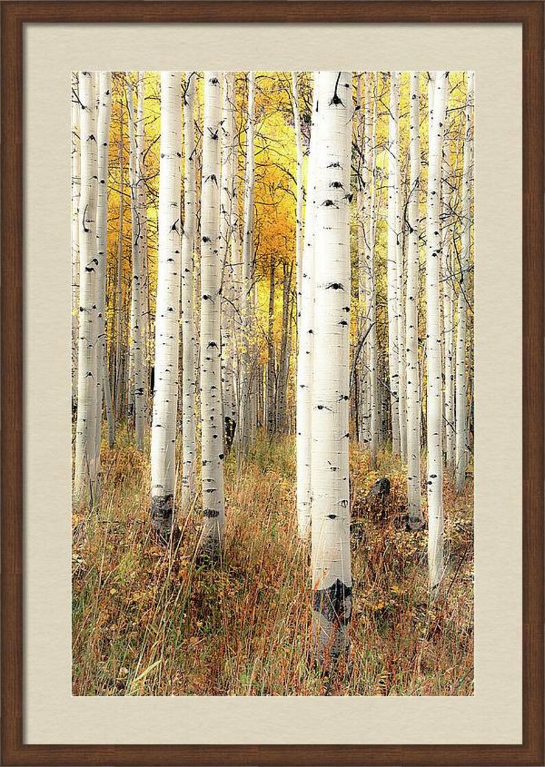 Fall aspen trees, colorful Colorado, Colorado art, fall aspen forest, beautiful fall trees, aspens art, fall aspen art Perfection image 4