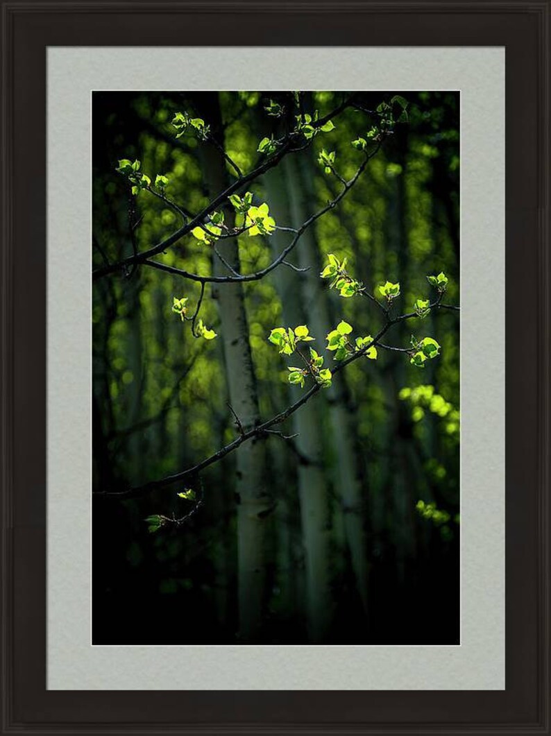 Spring aspen trees, springtime aspens, spring green art, aspen trees wall art, aspen tree decor, aspen leaves, spring leaves, cabin decor image 4