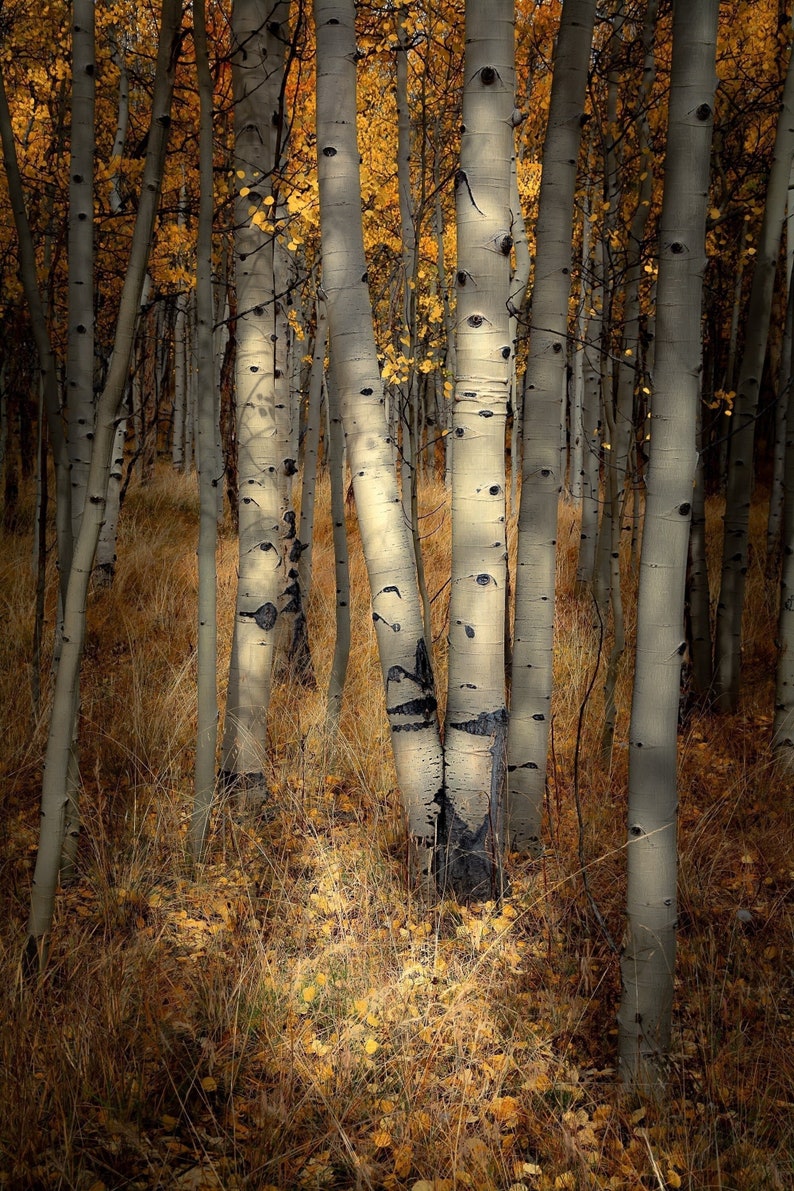 Fall Aspen Trees Golden Aspen Leaves Colorado Aspen Trees - Etsy