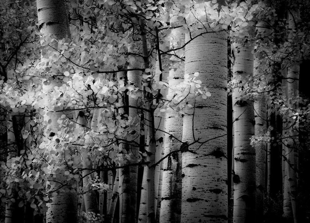 Aspens Trees Photo, Colorado Art, Aspen Tree Wall Art, Black White