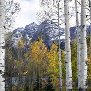 Mountains, fall aspen trees, snowy mountains, Maroon Bells, aspen tree decor, Cowboys&Indians contest finalist, Colorado art, autumn trees