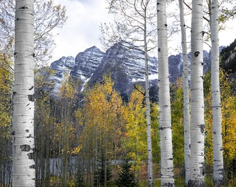 Mountains, fall aspen trees, snowy mountains, Maroon Bells, aspen tree decor, Cowboys&Indians contest finalist, Colorado art, autumn trees