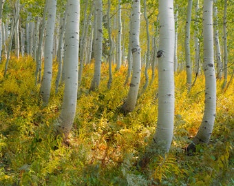 Fall aspen photo, Aspen trees fall, Colorado art, morning meadow, rustic home decor, aspen trees, soft fall trees, aspen forest fall