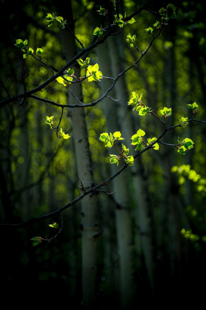 Spring aspen trees, springtime aspens, spring green art, aspen trees wall art, aspen tree decor, aspen leaves, spring leaves, cabin decor image 1