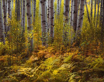 Fall aspen photo, Aspen trees fall, Colorado art, aspen forest, fall ferns and shrubs, aspen trees, aspen forest fall |It's Not Always