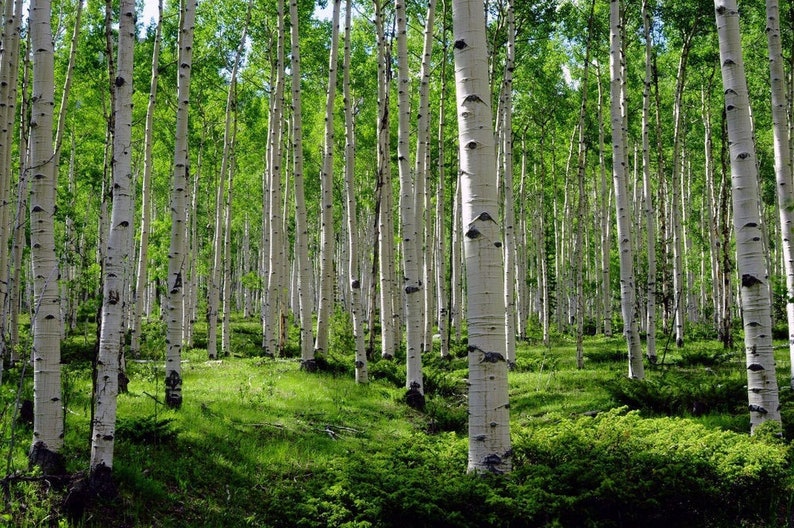 Aspen Trees Photo Mountain Meadow Photo Summer Green Art Etsy