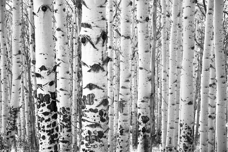 Aspens trees photo, Colorado art, aspen trees, birch, aspen trees, aspen trees, black and white aspens, black-white aspen trees Iconic image 1