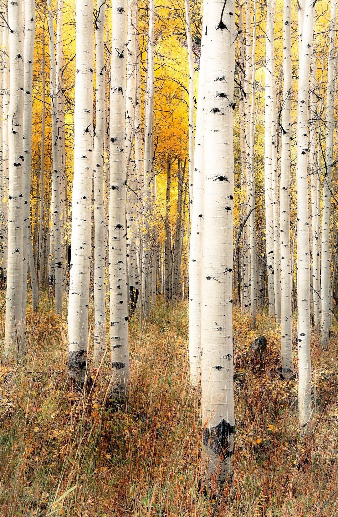 Fall Aspen Trees, Colorful Colorado, Colorado Art, Fall Aspen Forest ...