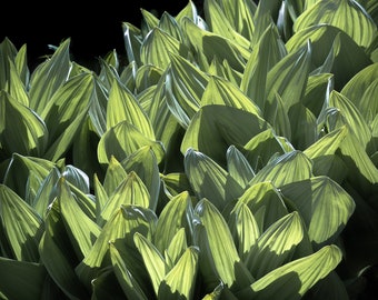 Corn Lily, wild mountain plant, alpine plant, spring floral, botanical art, nature photography, plant art, meadow photo | Corn Lily