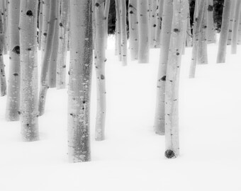 Black and white snowy aspens, winter aspen trees, forest snow, winter, Colorado winter, snowy trees, winter aspen forest, Colorado winter