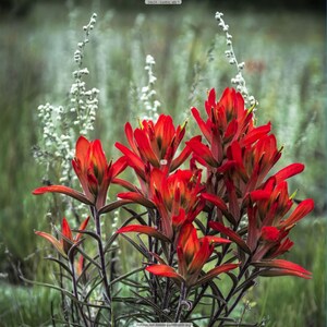 May include: A cluster of vibrant red Indian paintbrush flowers bloom in a field of green grass and white wildflowers.