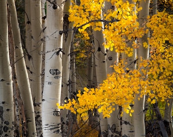 Colorado aspen trees, fall aspens, golden aspen trees, Colorado art, aspens, fall trees, aspen woods, aspen tree art | Bright Gold