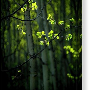 Spring aspen trees, springtime aspens, spring green art, aspen trees wall art, aspen tree decor, aspen leaves, spring leaves, cabin decor image 2