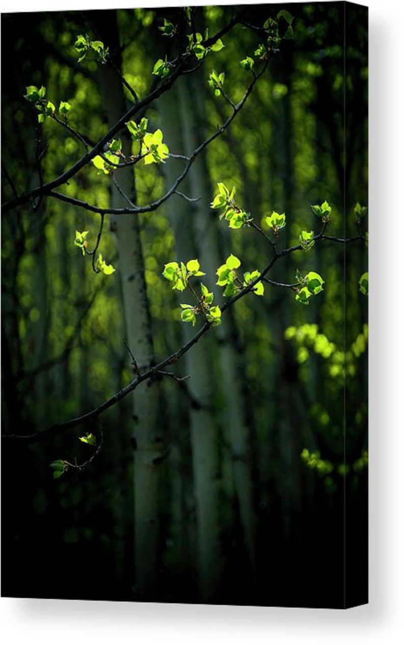 Spring aspen trees, springtime aspens, spring green art, aspen trees wall art, aspen tree decor, aspen leaves, spring leaves, cabin decor image 2