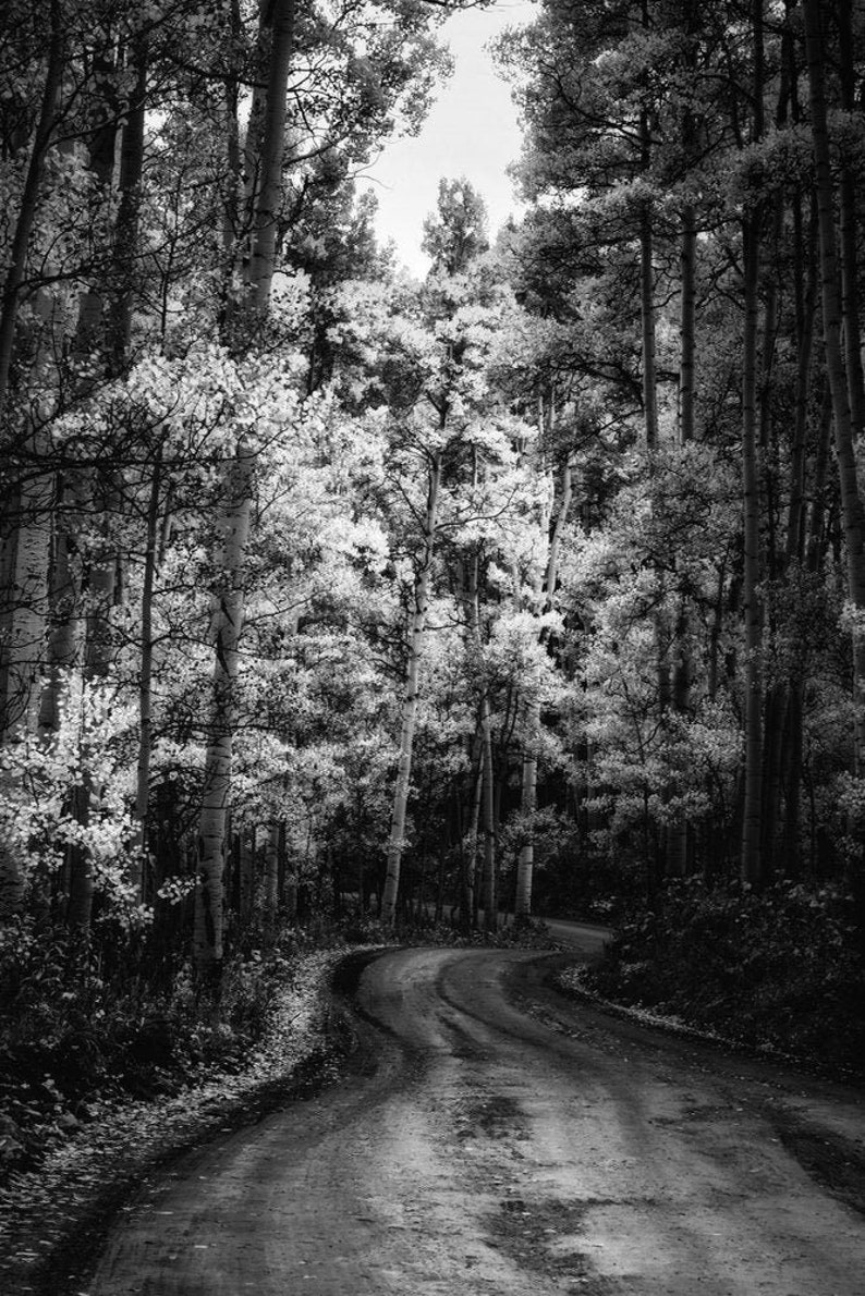 Aspens trees photo, fall road, aspen trees fall, Colorado art, BNW trees, fall road photo, rustic wall decor, cabin decor, nature art, trees image 2