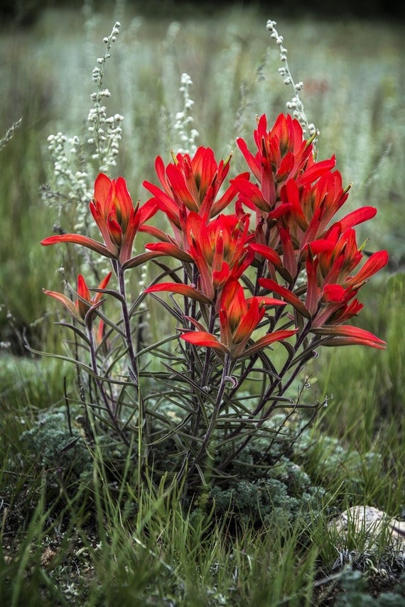 Wildflower photo, indian paintbrush photo, nature photography, flower photo art, floral wall art, red flower art, mountain flower, cabin art