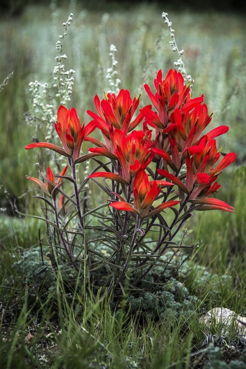 May include: A cluster of bright red Indian paintbrush flowers bloom in a field of green grass.