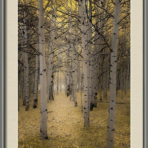 Fall Aspen Trees, Colorado Fall Woods, Autumn Woods, Pale Gold Aspens ...