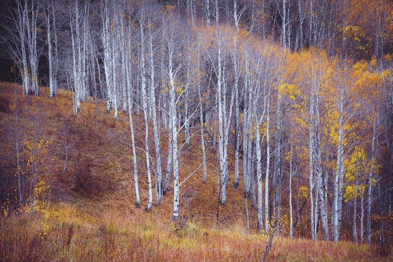 Fall aspen photo, Aspen trees fall, Colorado art, fall meadow, rustic home decor, aspen trees, amber, aspen forest fall October Meadow image 2
