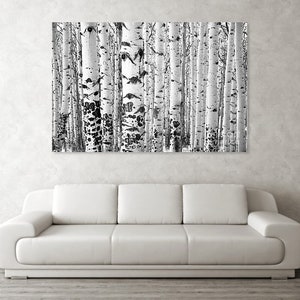 Aspens trees photo, Colorado art, aspen trees, birch, aspen trees, aspen trees, black and white aspens, black-white aspen trees Iconic image 2