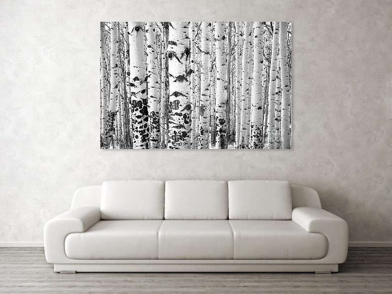 Aspens Trees Photo Colorado Art Aspen Tree Wall Art BNW Etsy Canada