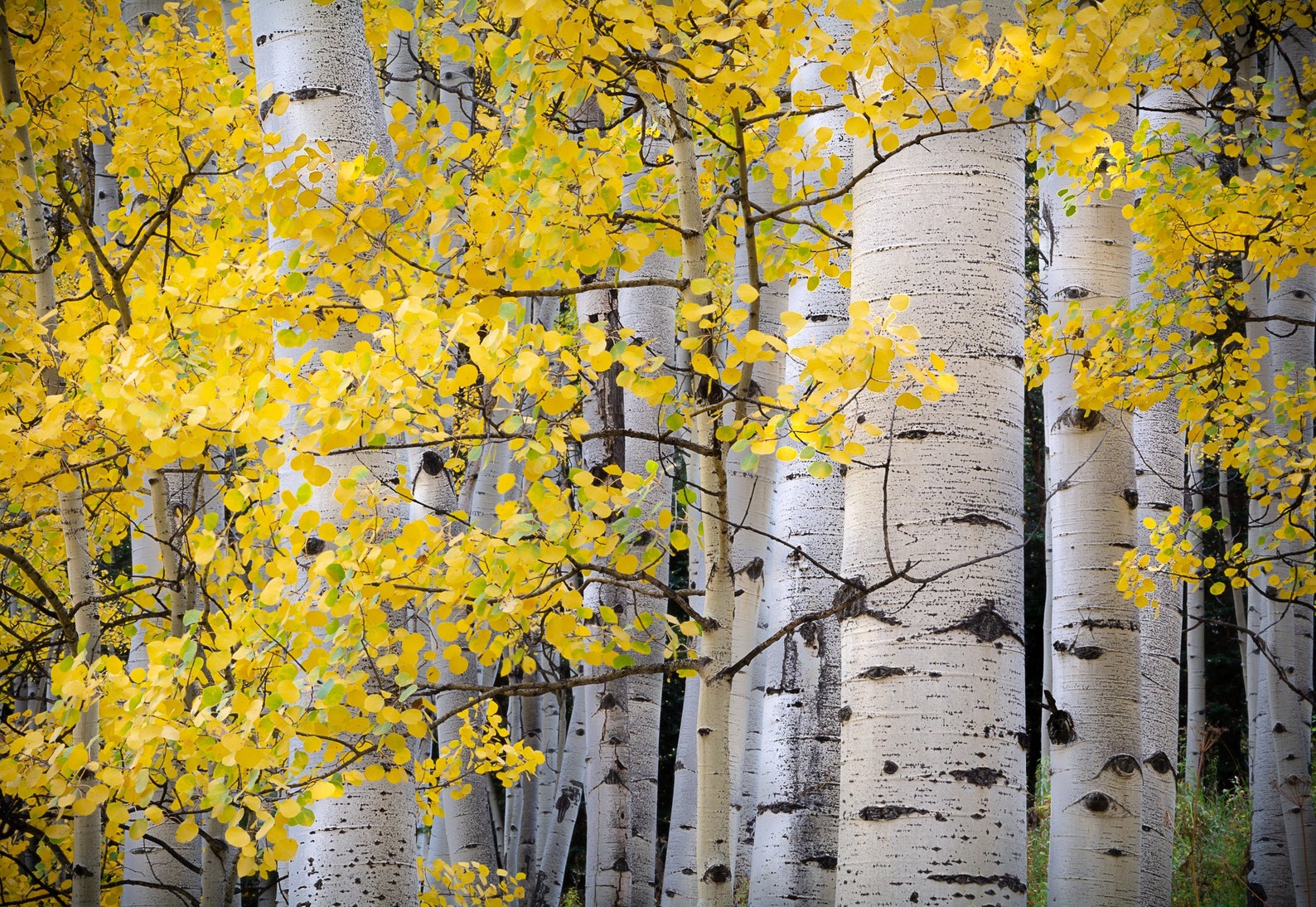 Aspen Tree Photo, Fall Tree Art, Yellow Gold Leaves, Fall Decor