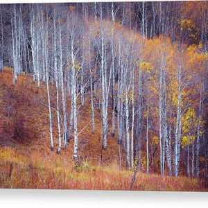 Fall aspen photo, Aspen trees fall, Colorado art, fall meadow, rustic home decor, aspen trees, amber, aspen forest fall October Meadow image 3