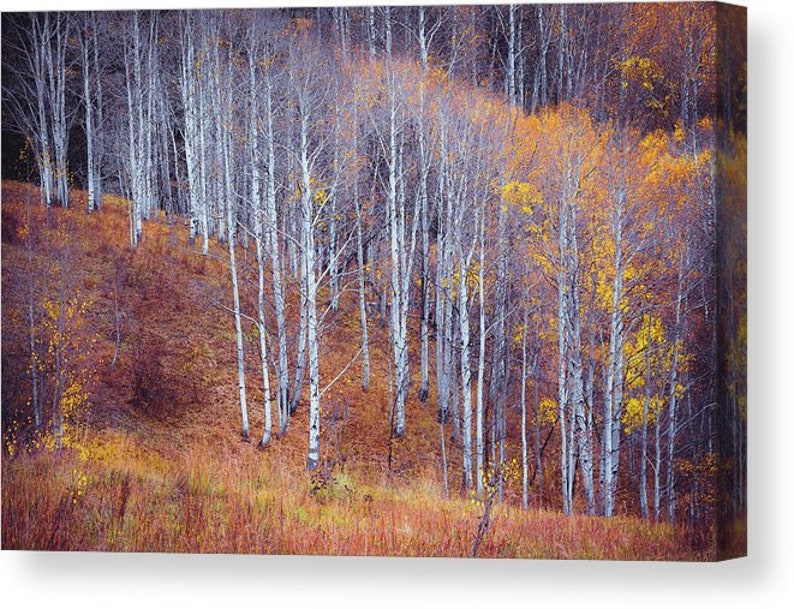 Fall aspen photo, Aspen trees fall, Colorado art, fall meadow, rustic home decor, aspen trees, amber, aspen forest fall October Meadow image 3