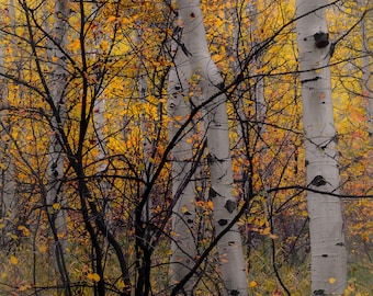 Colorado aspen trees, fall aspens, fall in Colorado, Colorado art, aspens, birch trees, aspen woods, aspen tree art | Colorful Chaos
