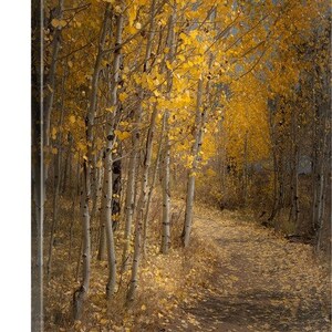 Fall Aspen Trees, Pathway, Fall Tree Decor, Colorado Art, Autumn ...
