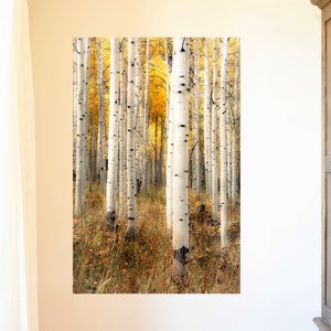 Fall aspen trees, colorful Colorado, Colorado art, fall aspen forest, beautiful fall trees, aspens art, fall aspen art Perfection image 2