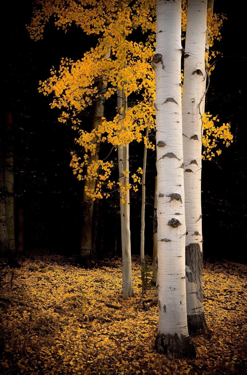 Golden aspen trees, fall tree decor, Colorado art, aspens, fall aspen trees, cabin decor, yellow aspens, aspens art Fall Reverie image 1