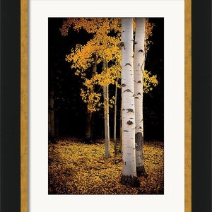 Golden aspen trees, fall tree decor, Colorado art, aspens, fall aspen trees, cabin decor, yellow aspens, aspens art Fall Reverie image 2