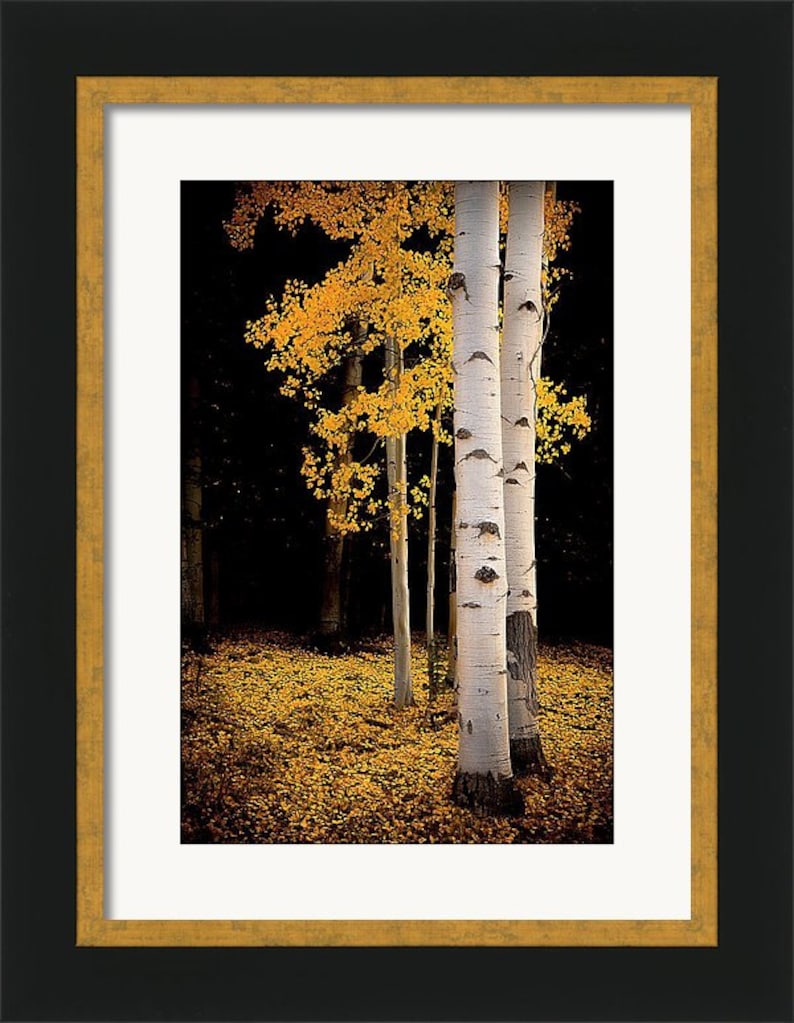 Golden aspen trees, fall tree decor, Colorado art, aspens, fall aspen trees, cabin decor, yellow aspens, aspens art Fall Reverie image 2