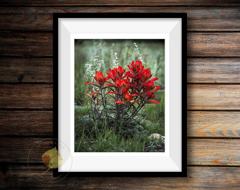 May include: A close-up photograph of a cluster of red Indian paintbrush flowers blooming in a field. The flowers are surrounded by green grass and other plants.