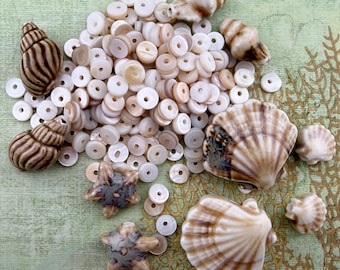 Seashell Treasures Curated Mix, 10 Ceramic Shell Beads with Natural Coin Shells