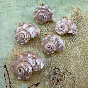 May include: Five pearlescent seashell pendants with gold-colored bails are arranged on a green and tan background with seashell and starfish designs. The shells have a spiral shape and a natural, organic texture.