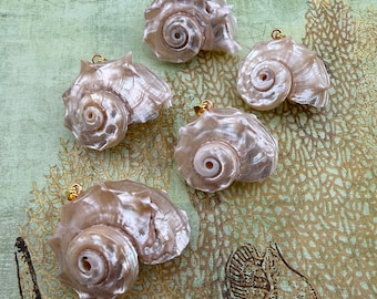 Conch Shell Pendant with Bail, Size Range From 25 to 40mm