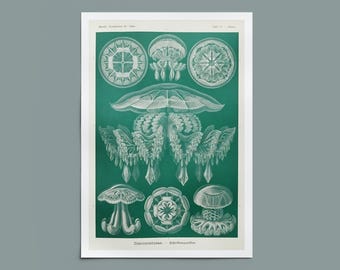 Vintage Jellyfish Print III - Antique Marine Biology Art - Modern Eclectic Ocean Decor